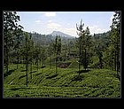 Nuwara Eliya-05.jpg