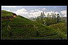 Nuwara Eliya-12.jpg