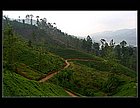 Nuwara Eliya-13.jpg