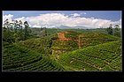 Nuwara Eliya-14.jpg