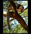 Sigiriya-10.jpg